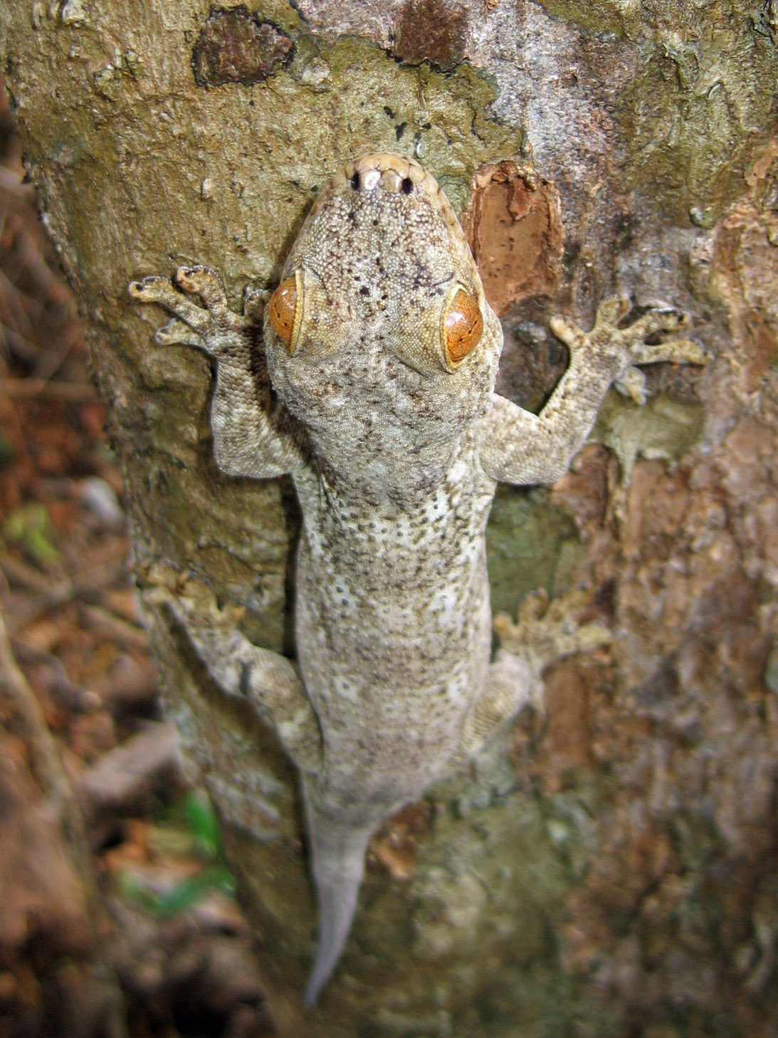 Blaesodactylus boivini